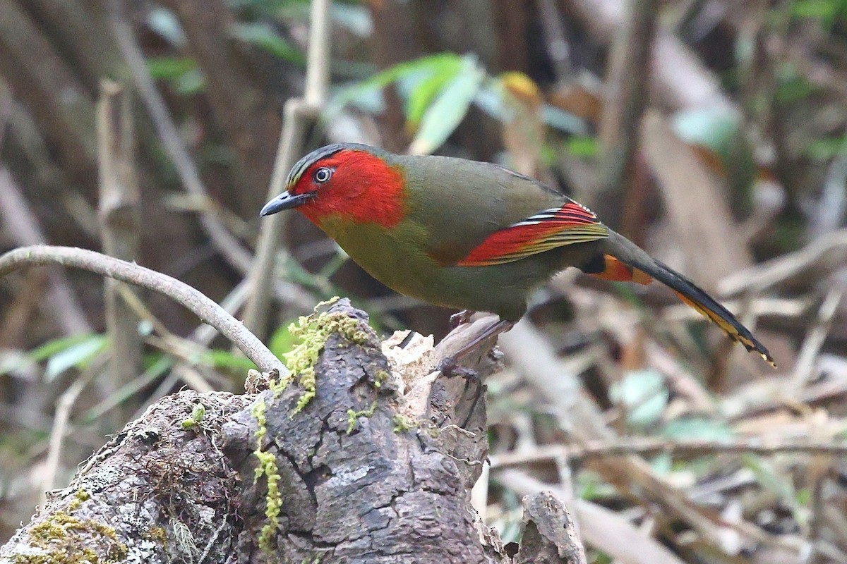 Scarlet-faced Liocichla - ML652207855