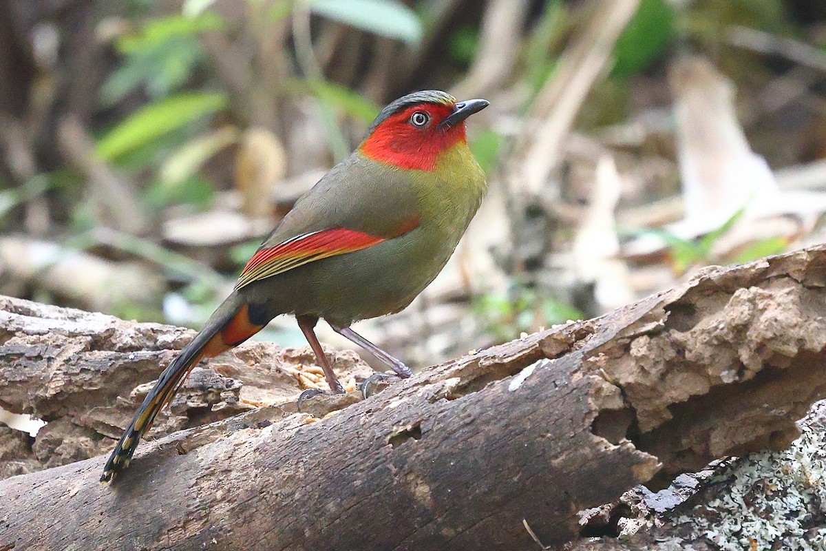 Scarlet-faced Liocichla - ML652207856