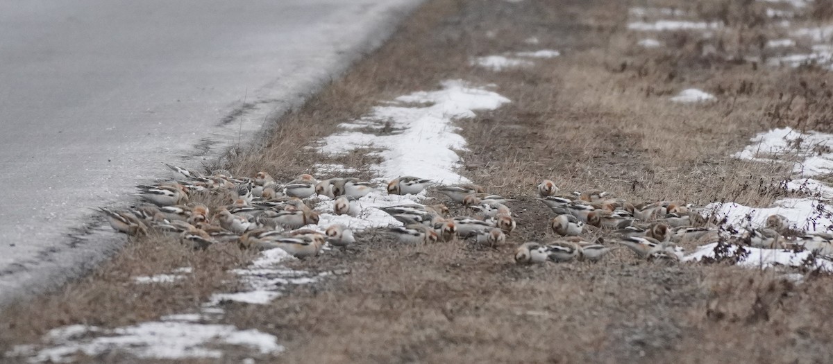 Plectrophane des neiges - ML652207903