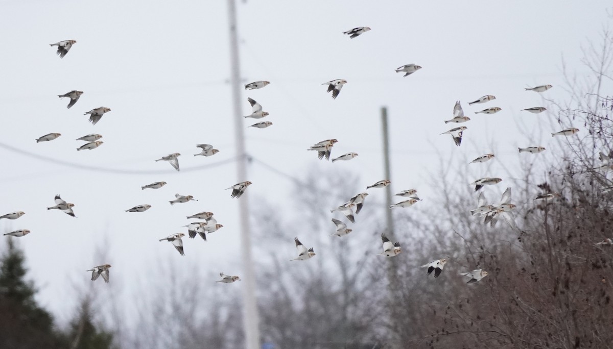 Plectrophane des neiges - ML652207904