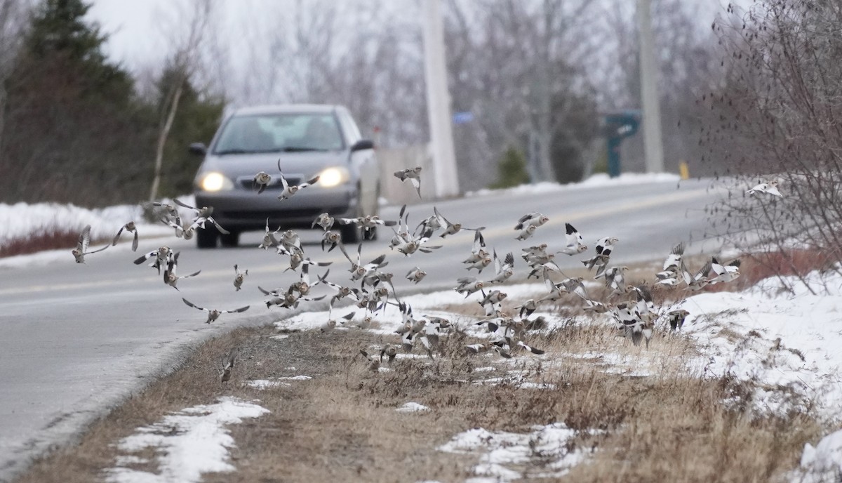 Plectrophane des neiges - ML652207905