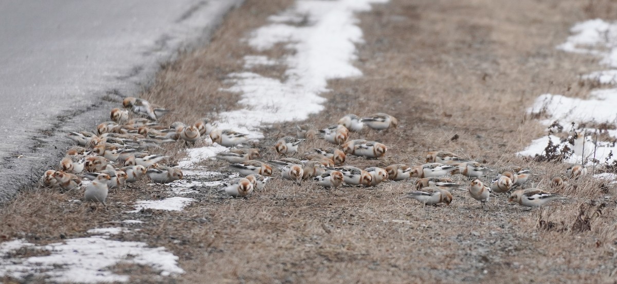 Plectrophane des neiges - ML652207906