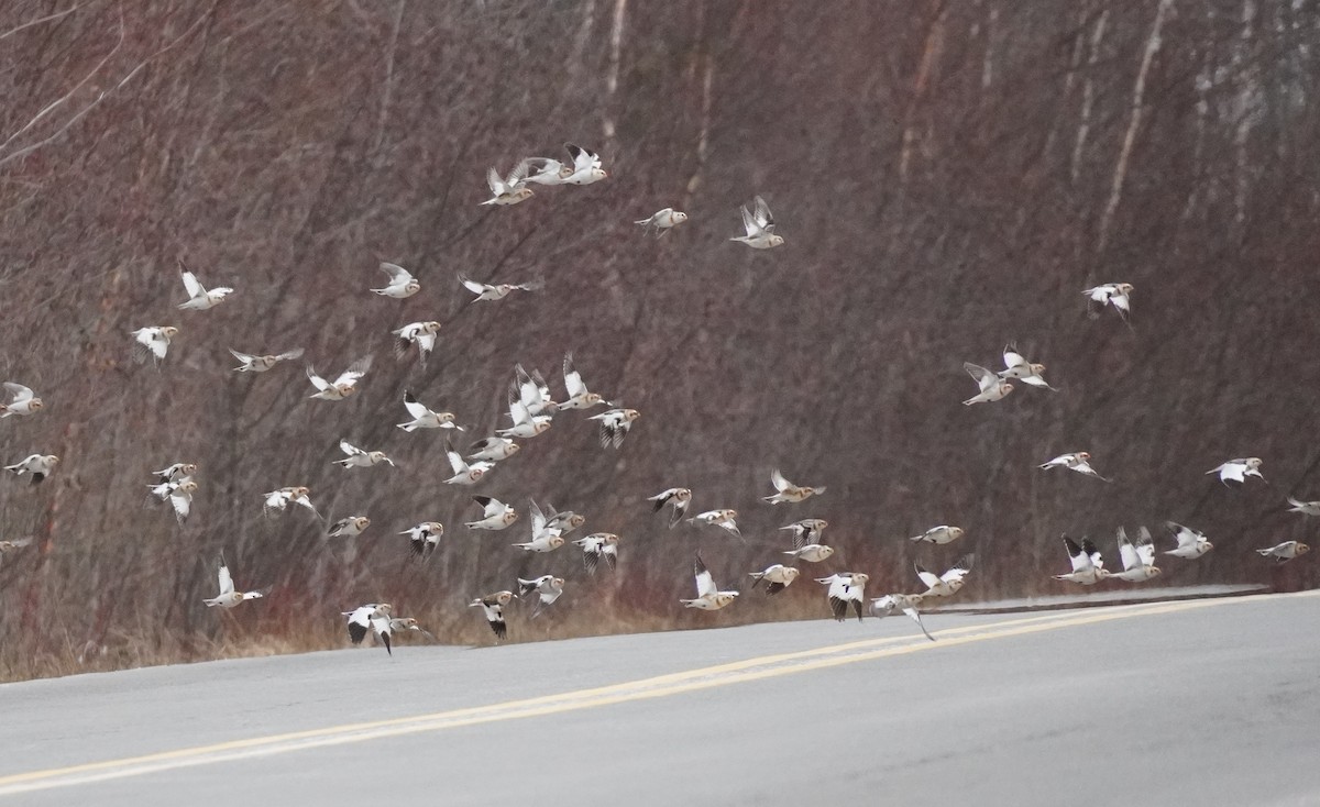 Plectrophane des neiges - ML652207907