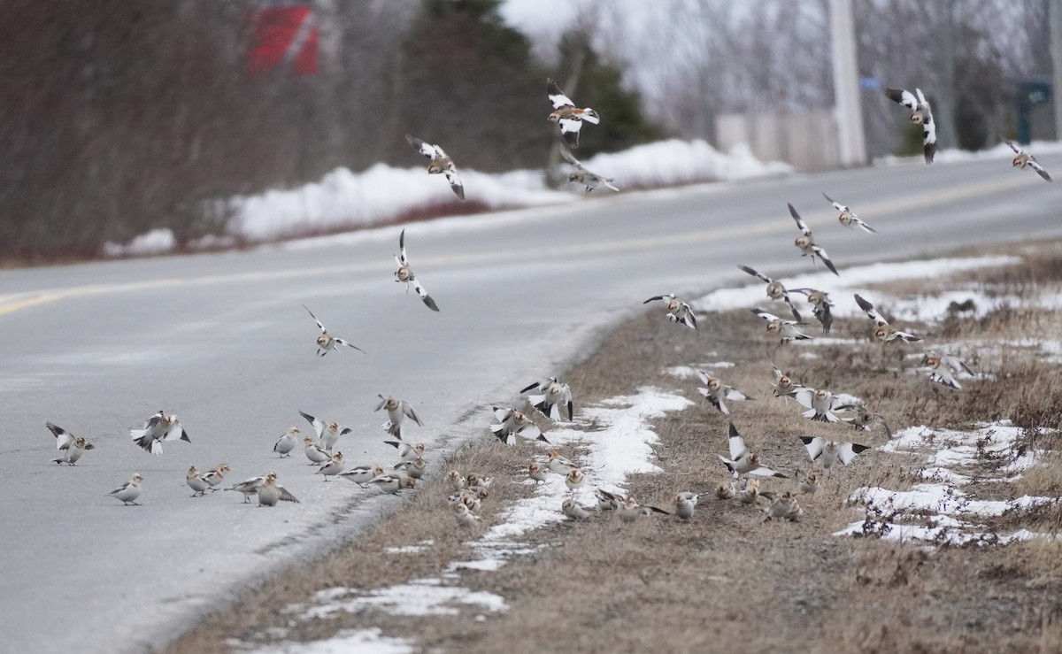 Plectrophane des neiges - ML652207908