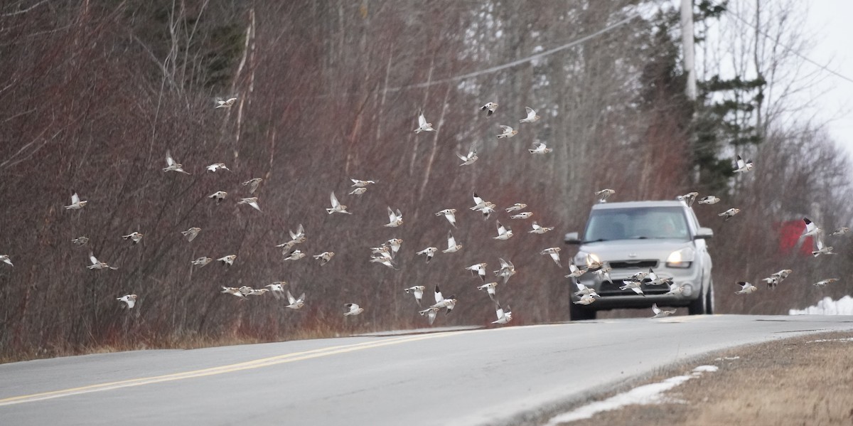 Plectrophane des neiges - ML652207909