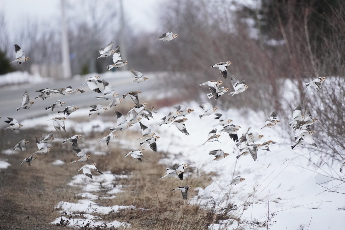 Plectrophane des neiges - ML652207910