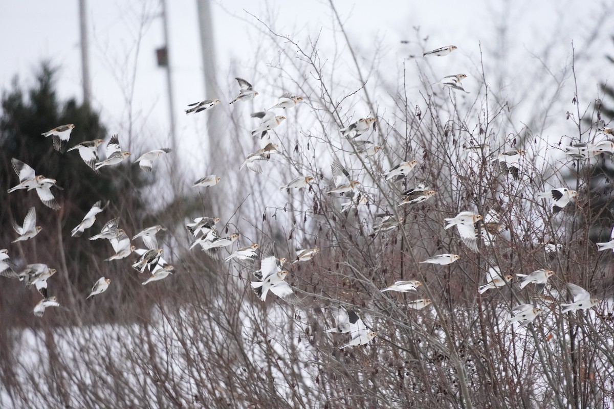 Plectrophane des neiges - ML652207911