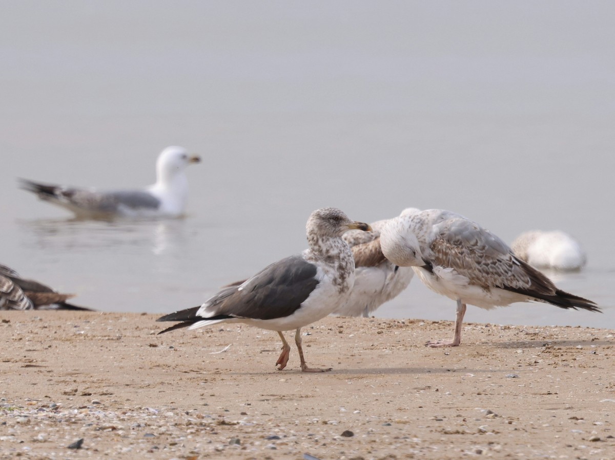 ニシセグロカモメ - ML652207924