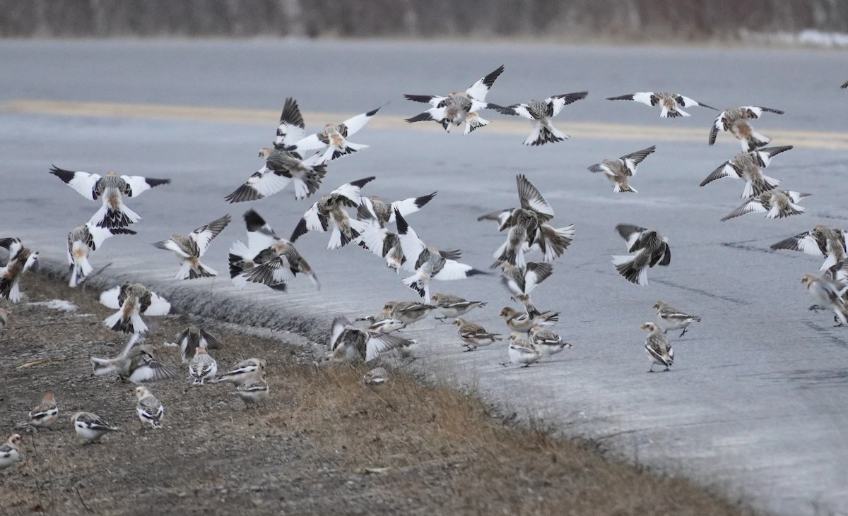 Plectrophane des neiges - ML652207954