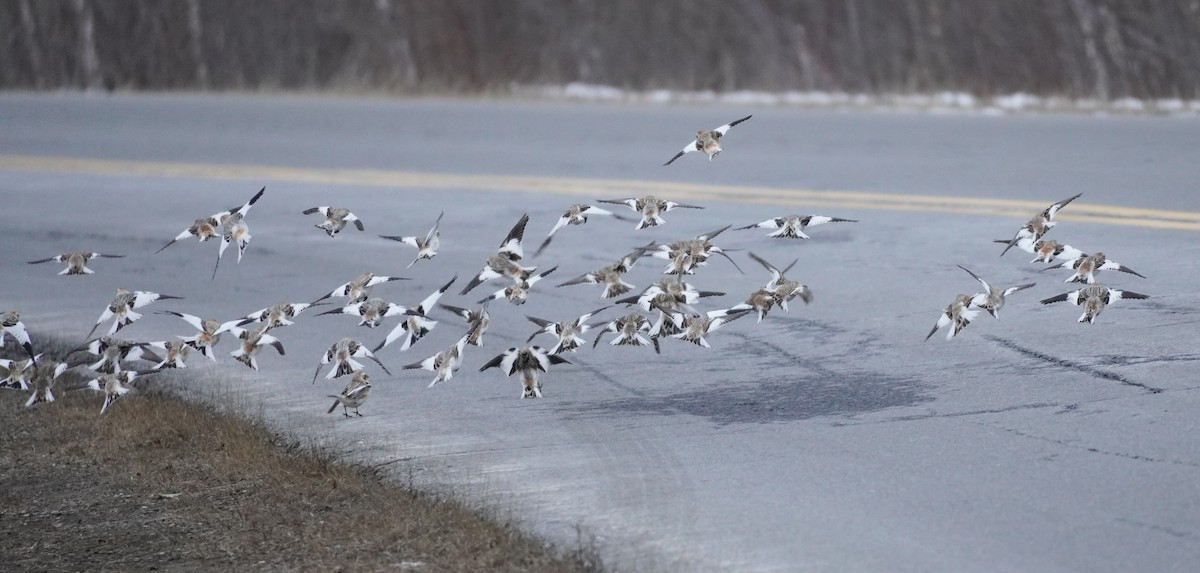 Plectrophane des neiges - ML652207957