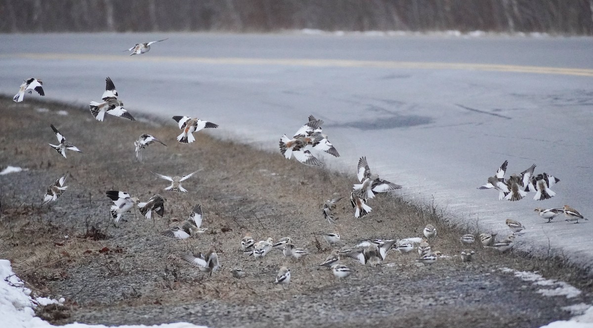 Plectrophane des neiges - ML652207960