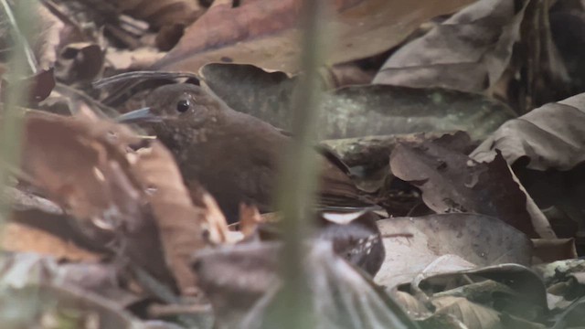 Scaly-throated Leaftosser - ML652208010