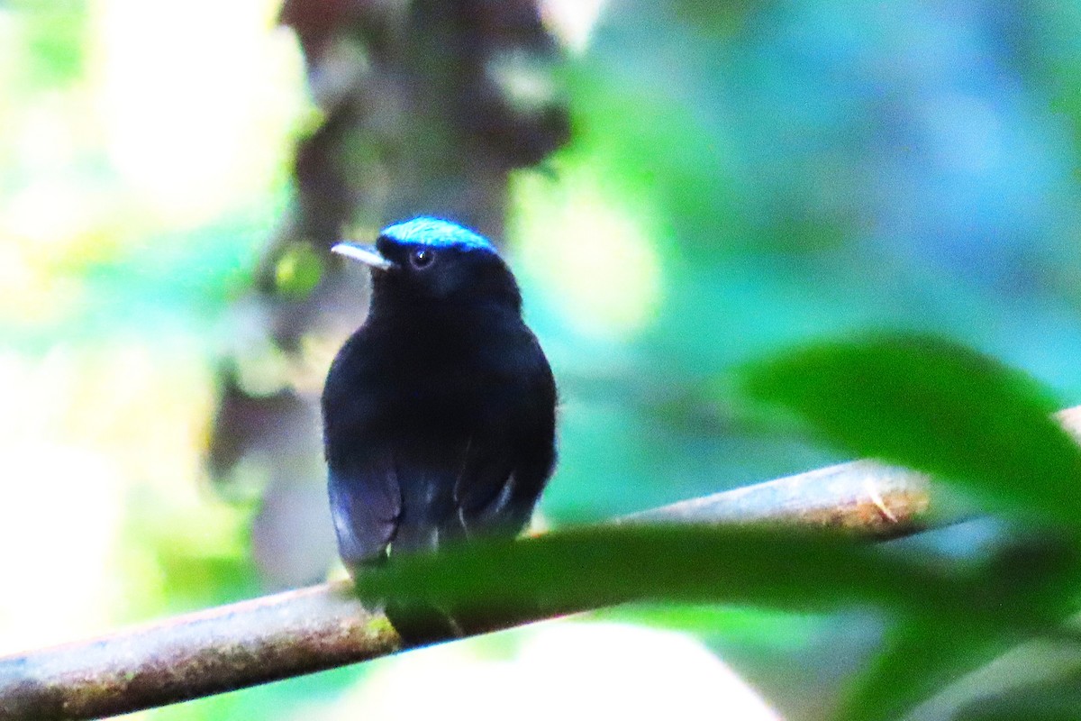 Velvety Manakin - ML652208055