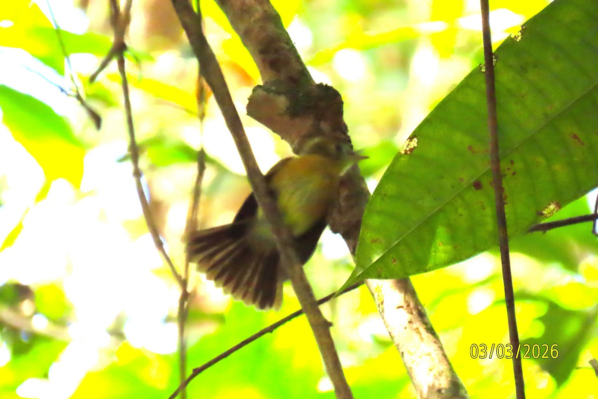Sulphur-rumped Flycatcher - ML652208077