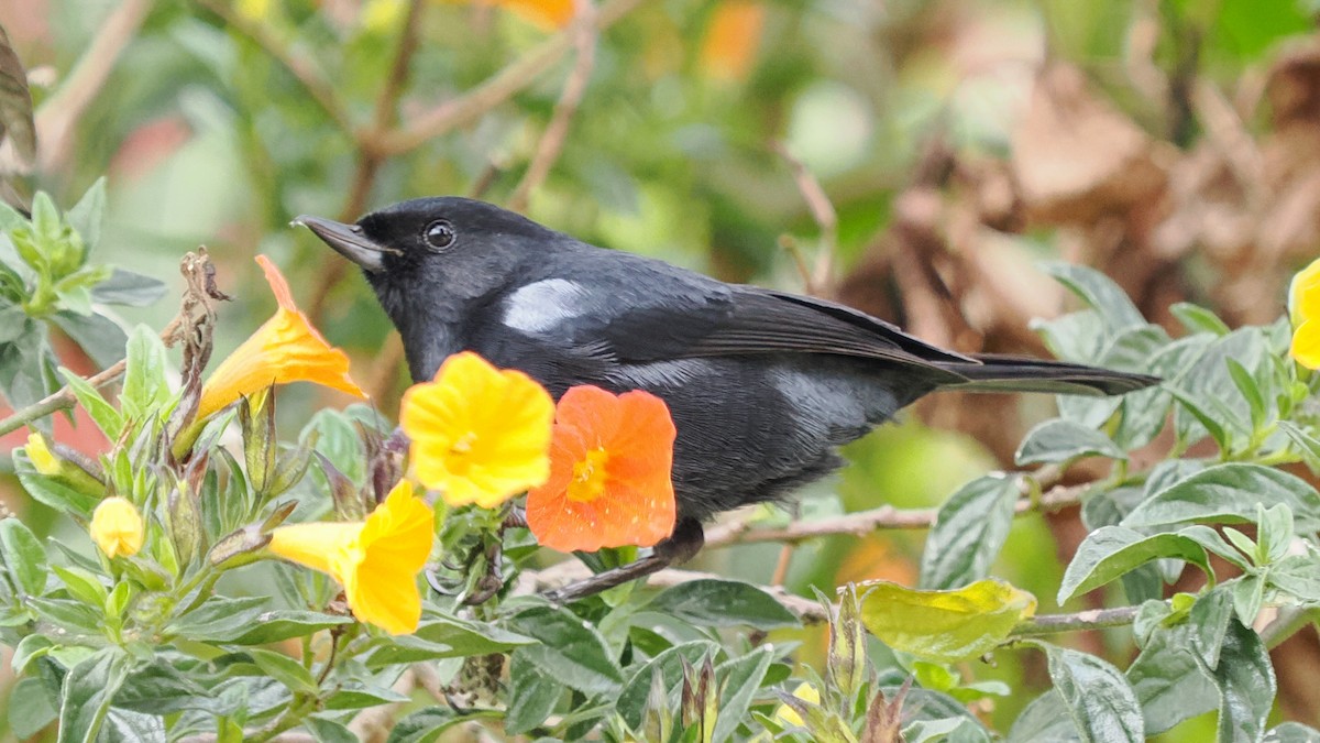 Schwarzhakenschnabel - ML652208083