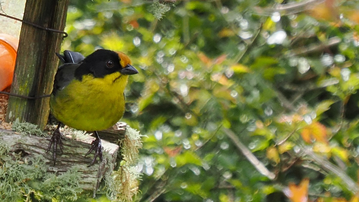 Zimtstirn-Buschammer - ML652208090