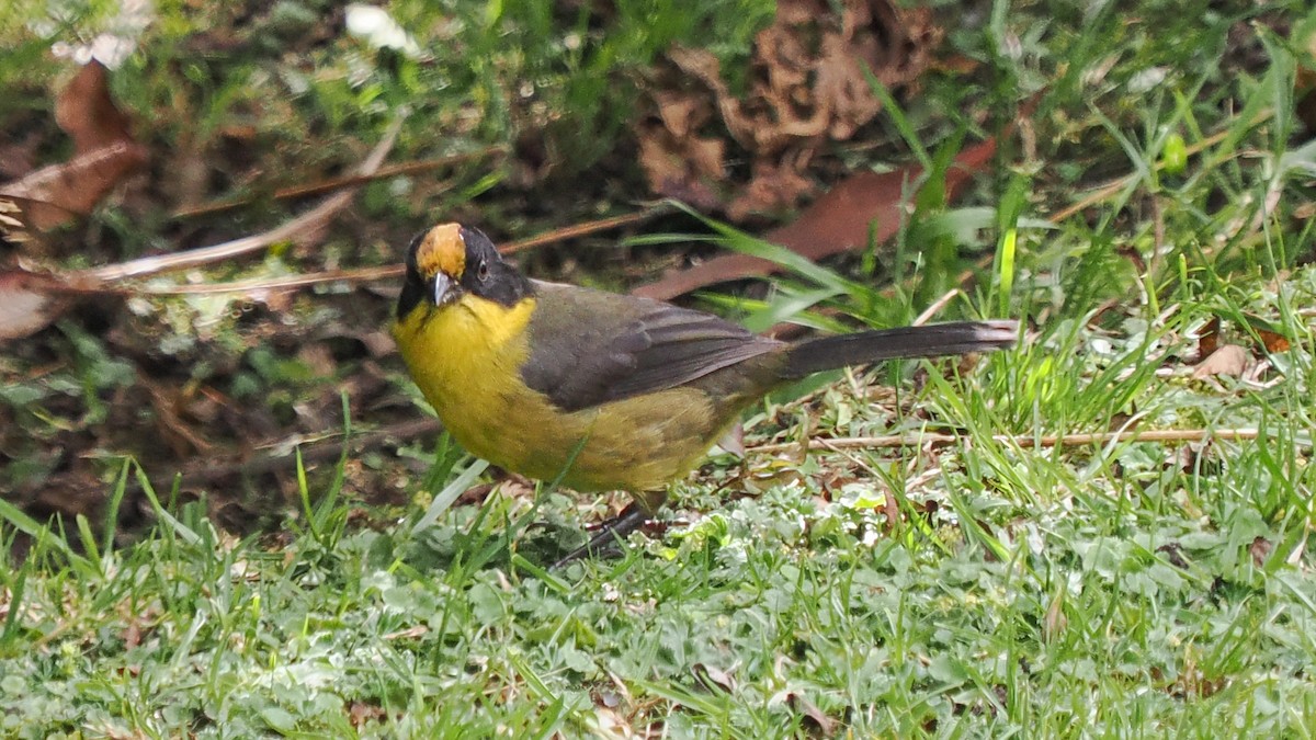 Zimtstirn-Buschammer - ML652208091