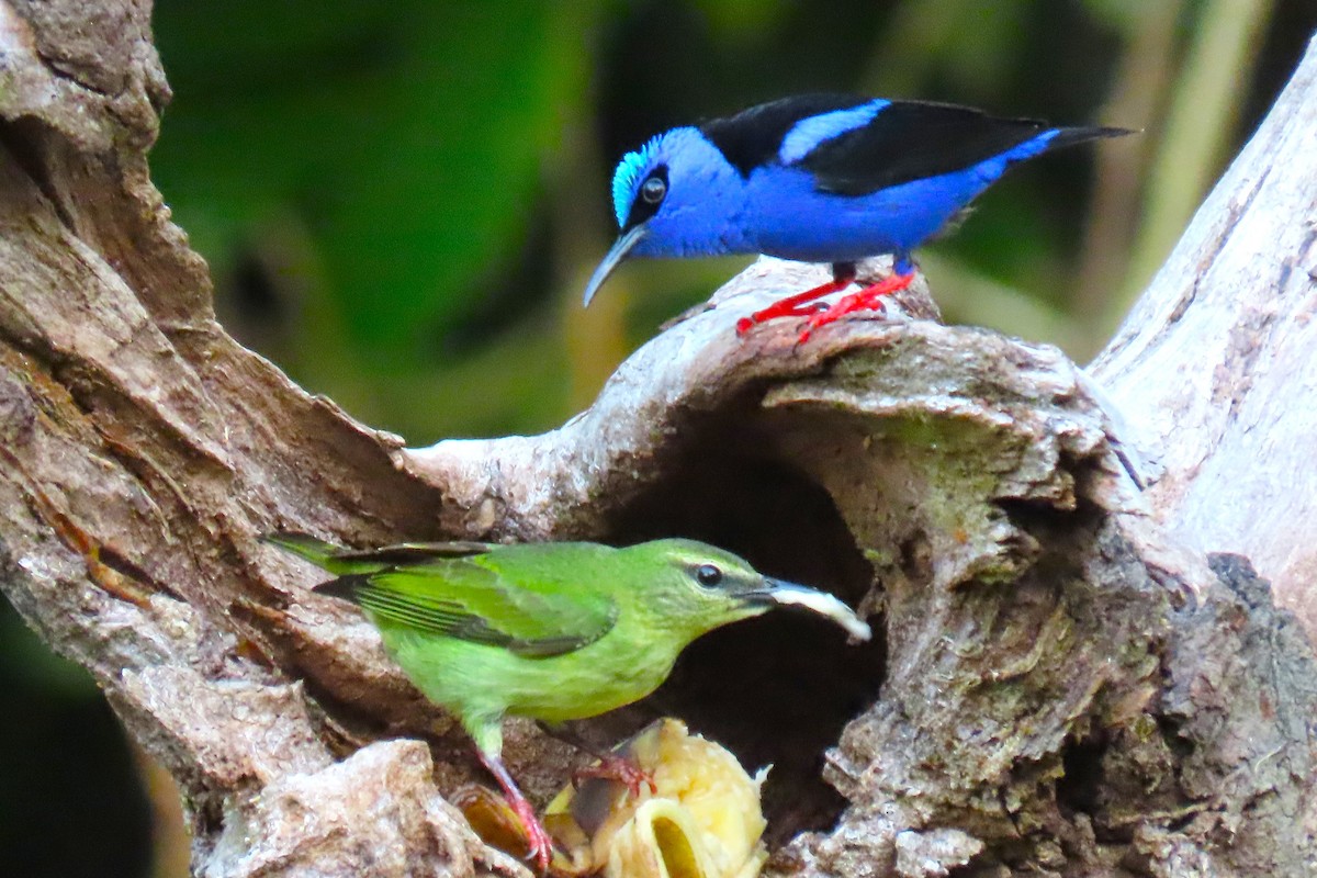 Red-legged Honeycreeper - ML652208095