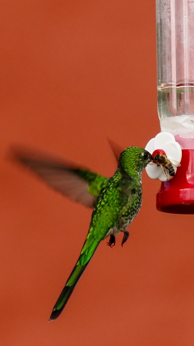 Grünschwanzsylphe - ML652208098