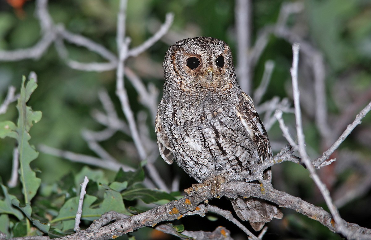 Flammulated Owl - ML652208180