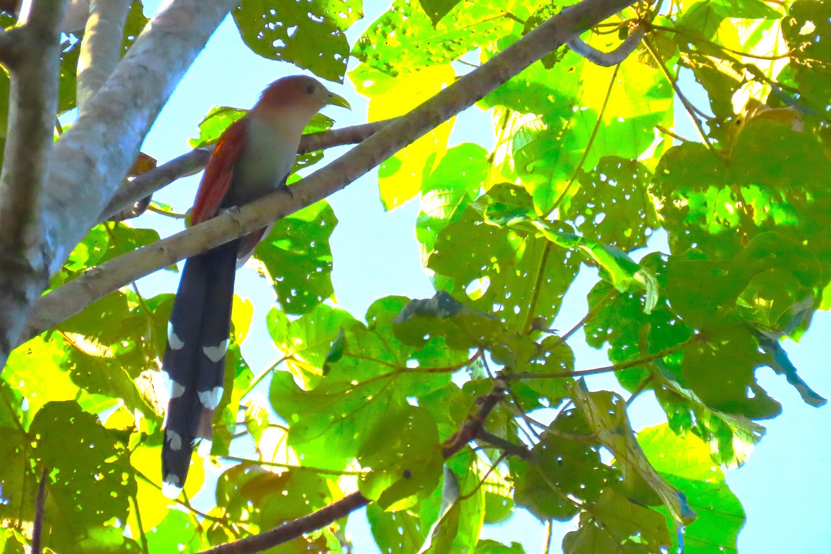 Common Squirrel-Cuckoo - ML652208290