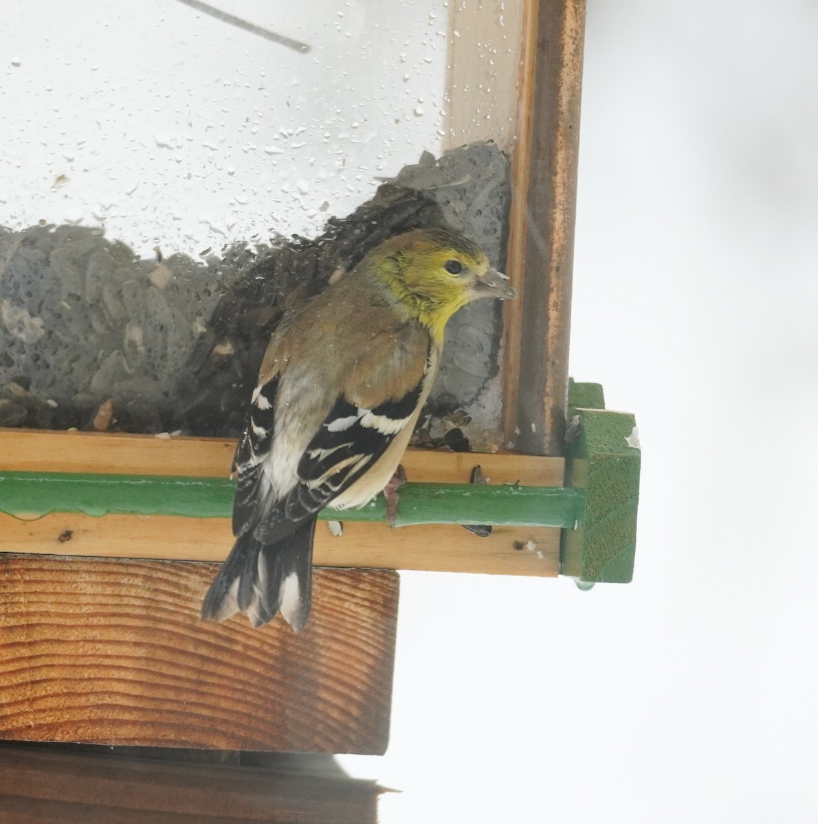 Chardonneret jaune - ML652208330