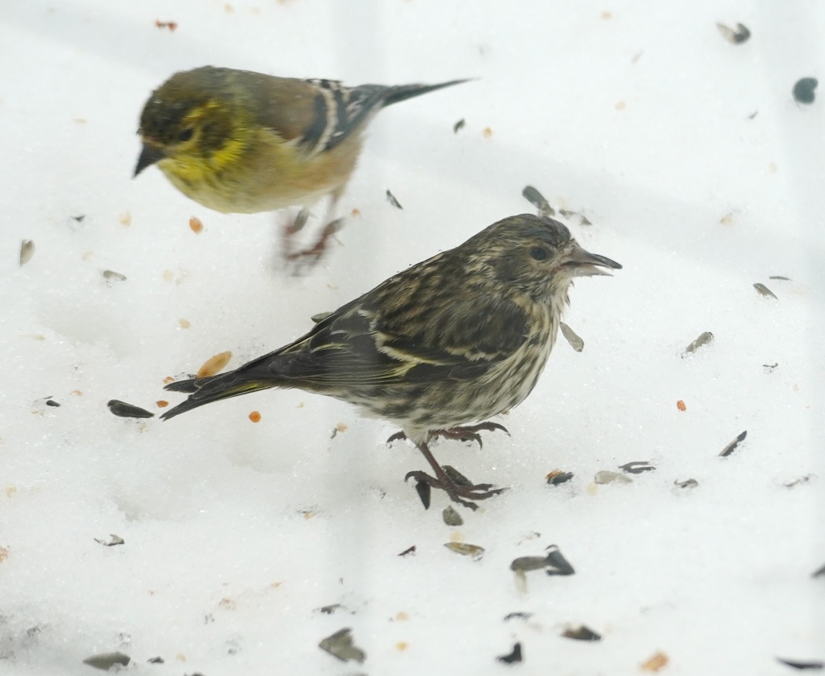 Tarin des pins - ML652208334