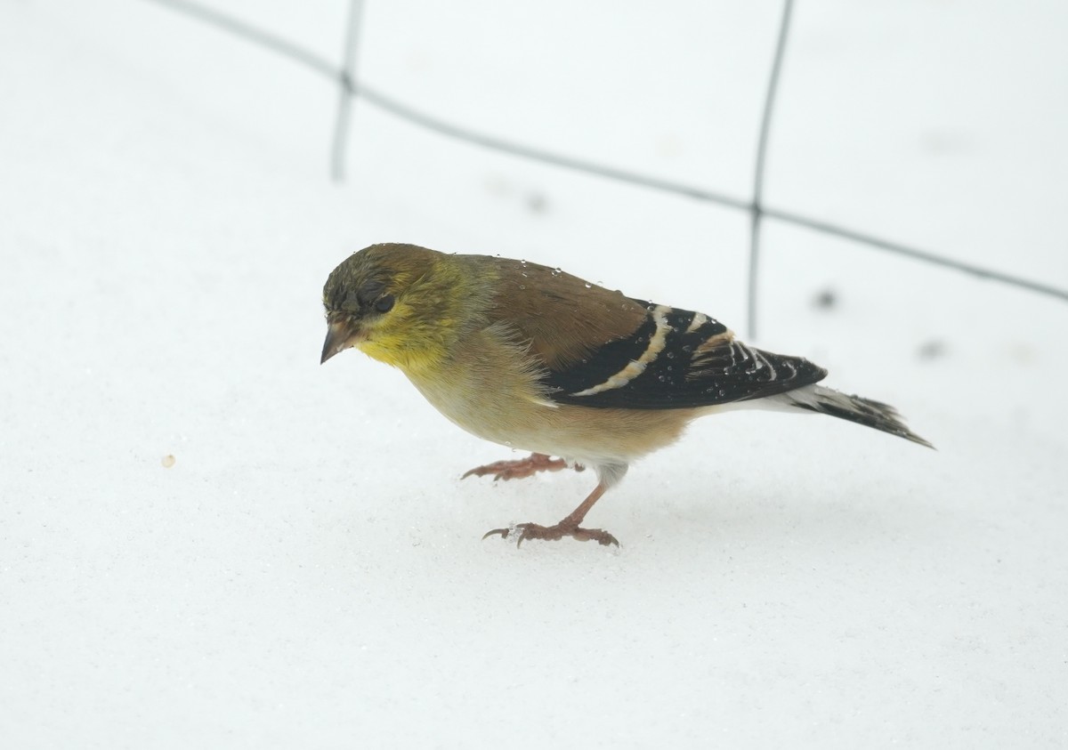 Chardonneret jaune - ML652208338