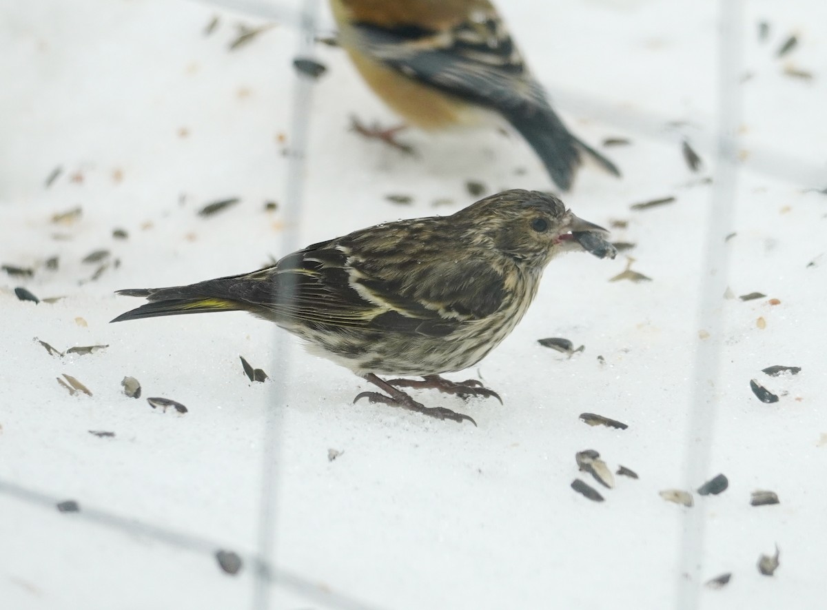 Tarin des pins - ML652208350