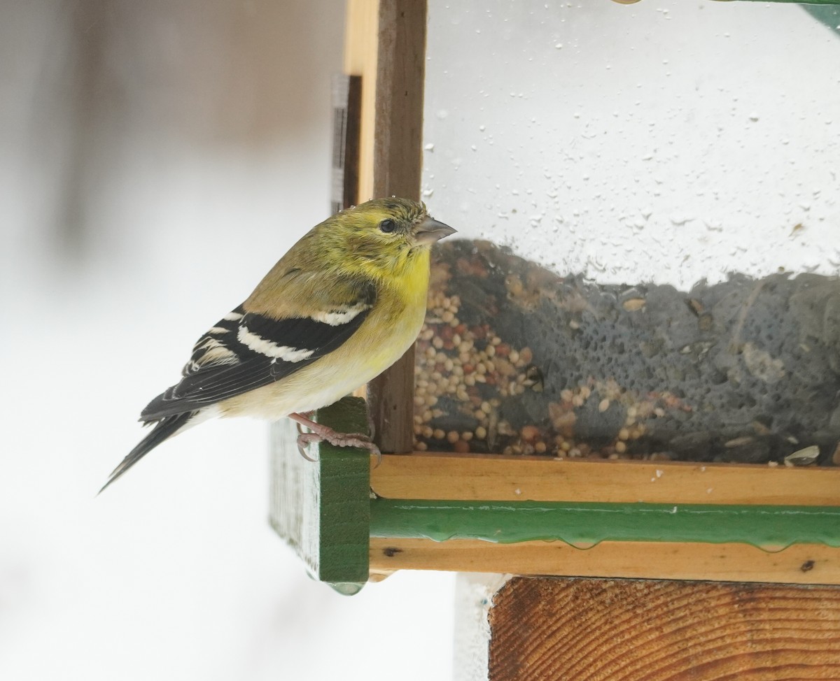 Chardonneret jaune - ML652208352