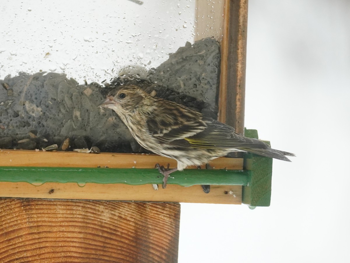 Tarin des pins - ML652208356