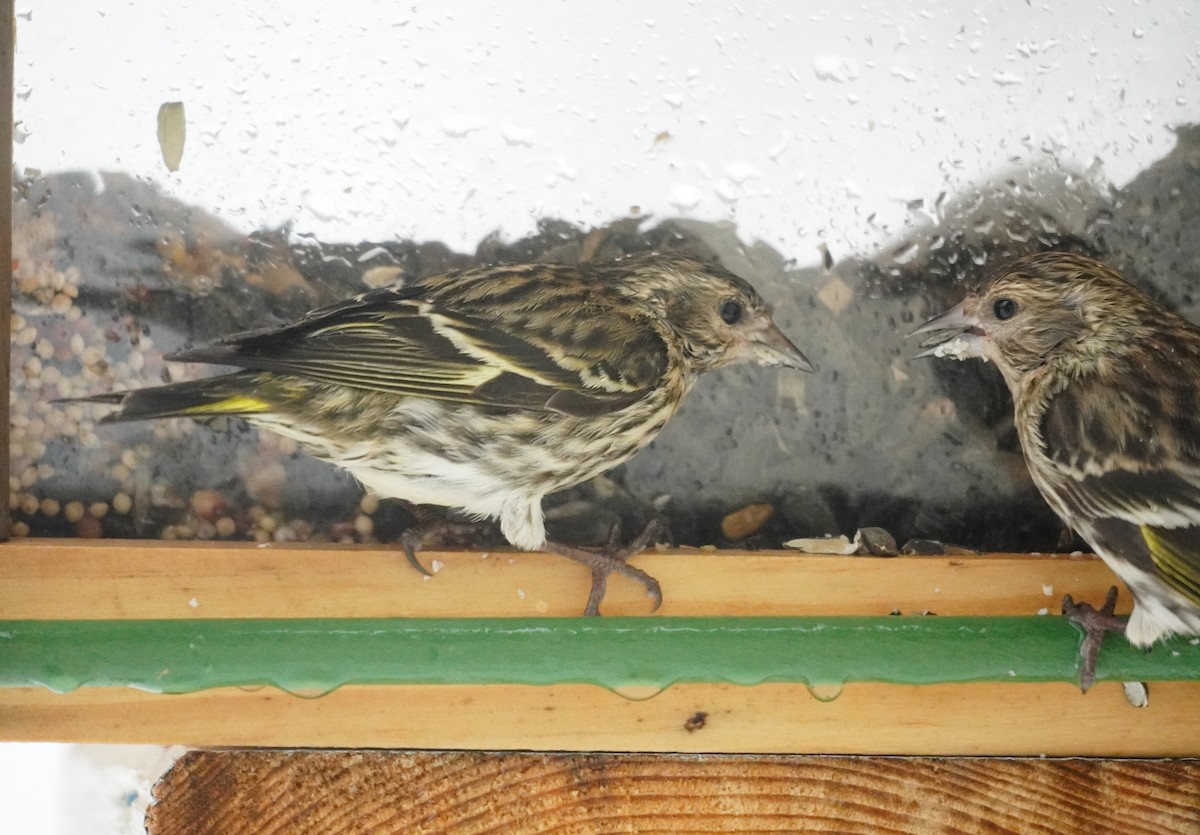 Tarin des pins - ML652208357