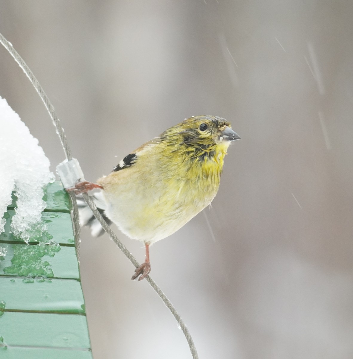Chardonneret jaune - ML652208363