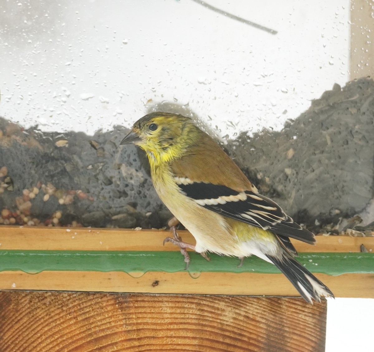 Chardonneret jaune - ML652208364