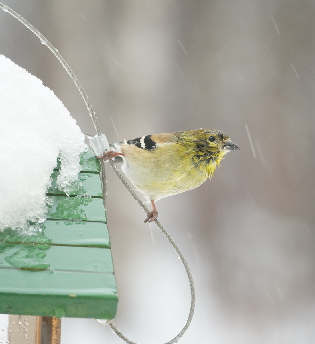 Chardonneret jaune - ML652208365