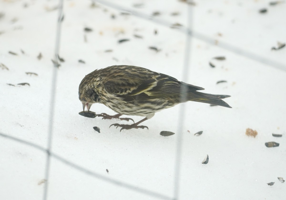 Tarin des pins - ML652208368