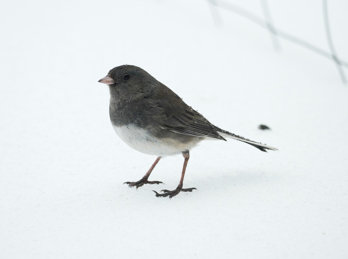Junco ardoisé - ML652208371