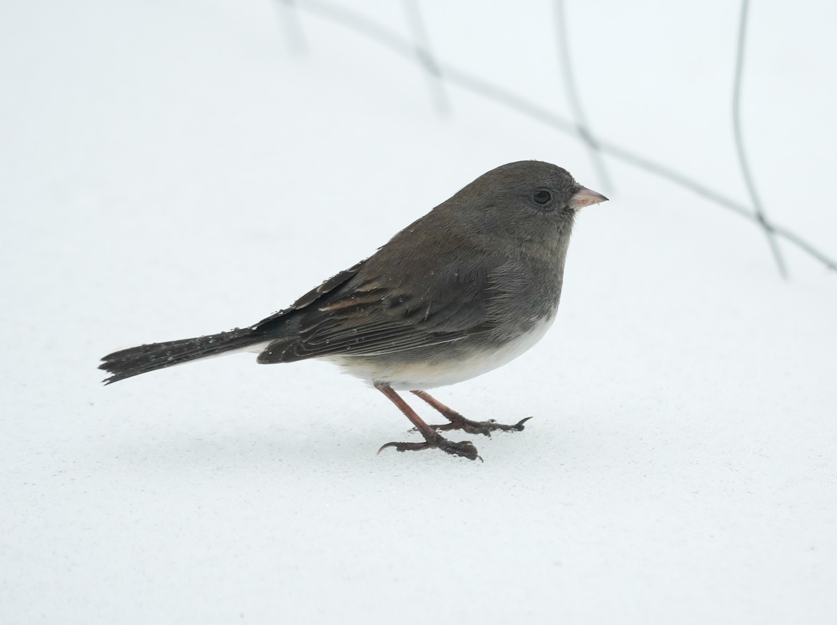 Junco ardoisé - ML652208372