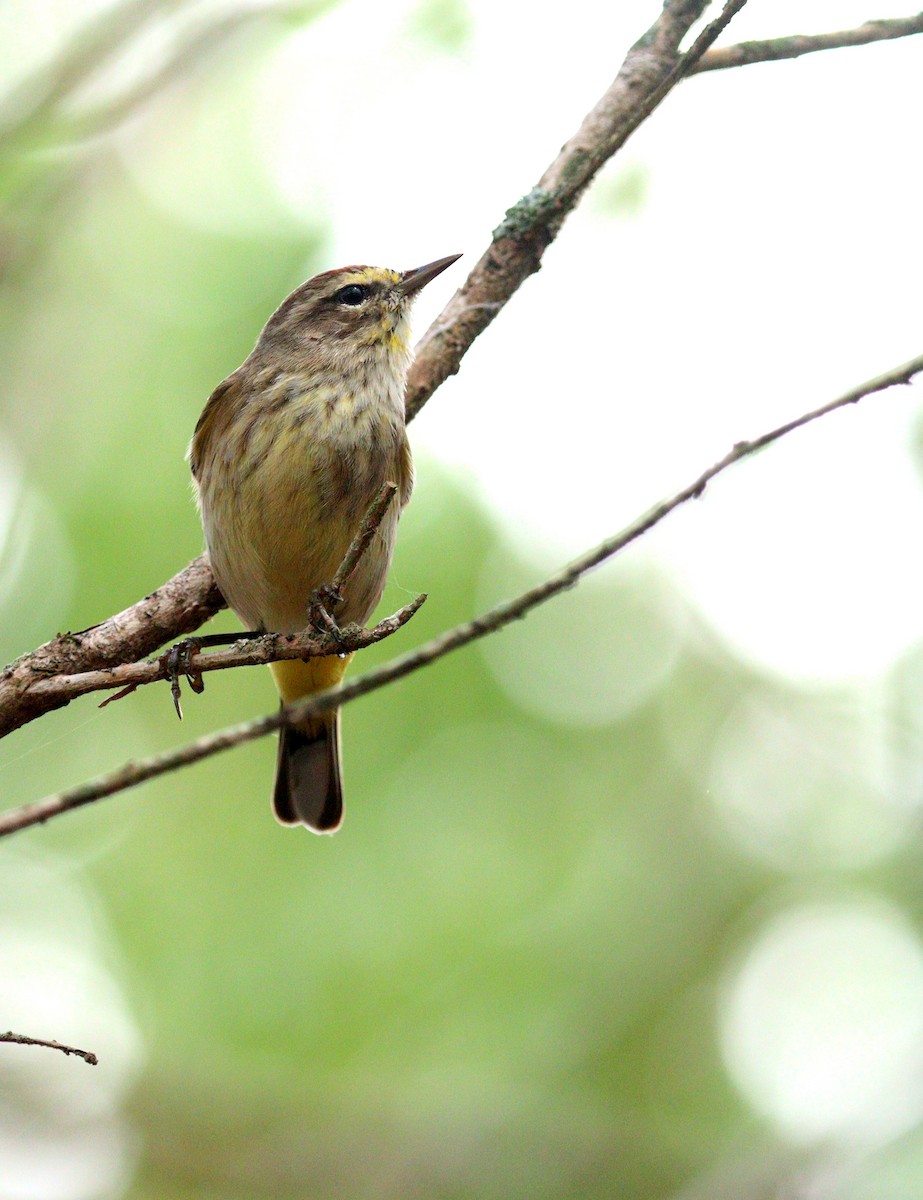 Пісняр-лісовик рудоголовий - ML652208476