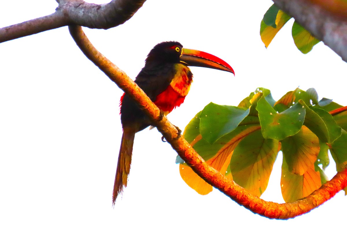 Fiery-billed Aracari - ML652208495