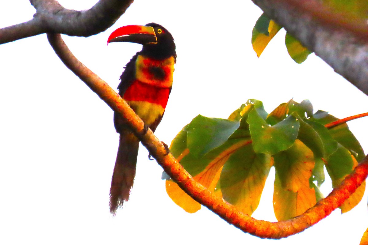 Fiery-billed Aracari - ML652208499