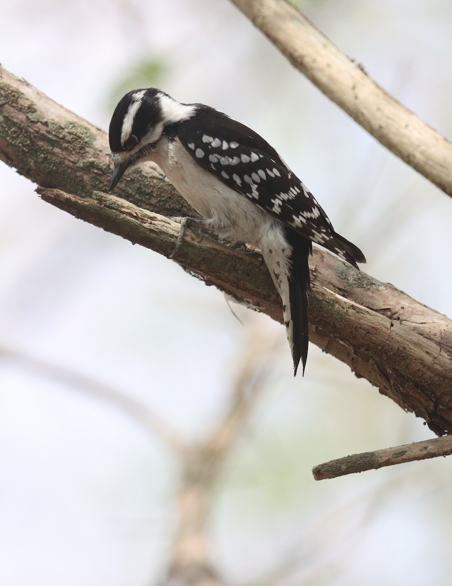 Дятел пухнастий - ML652208505