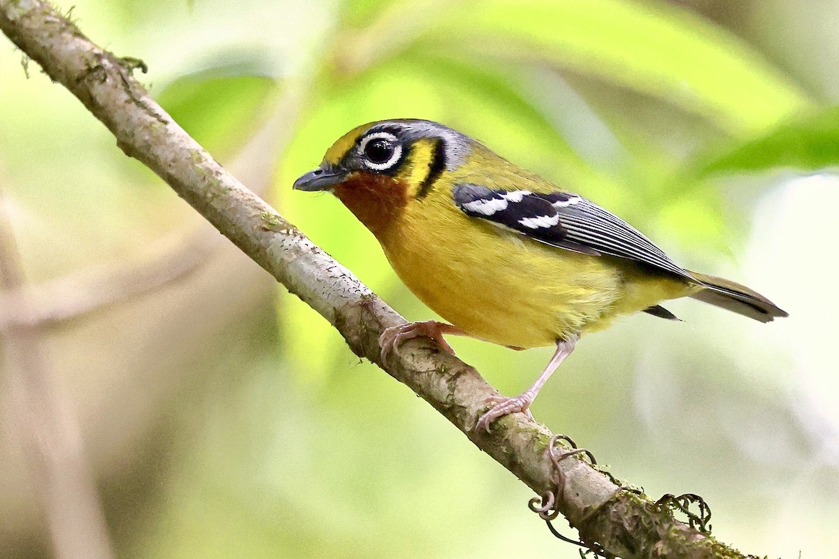 Black-eared Shrike-Babbler - ML652208523