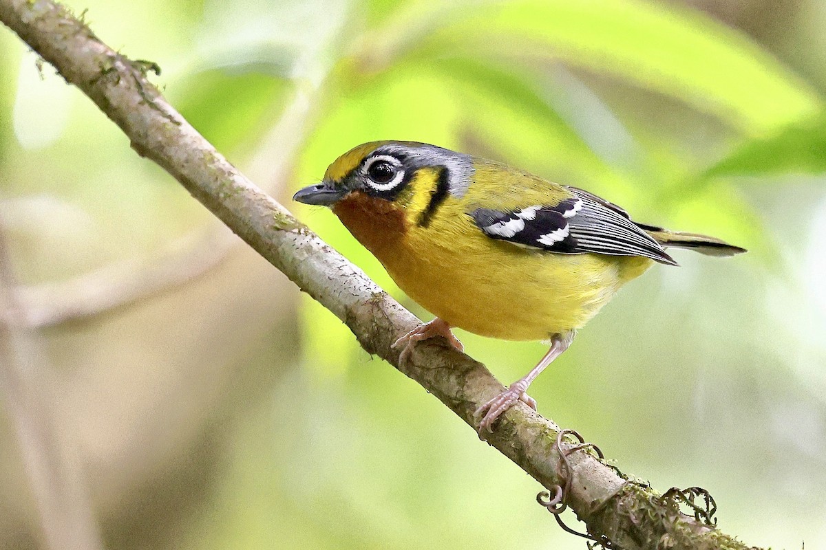 Black-eared Shrike-Babbler - ML652208535