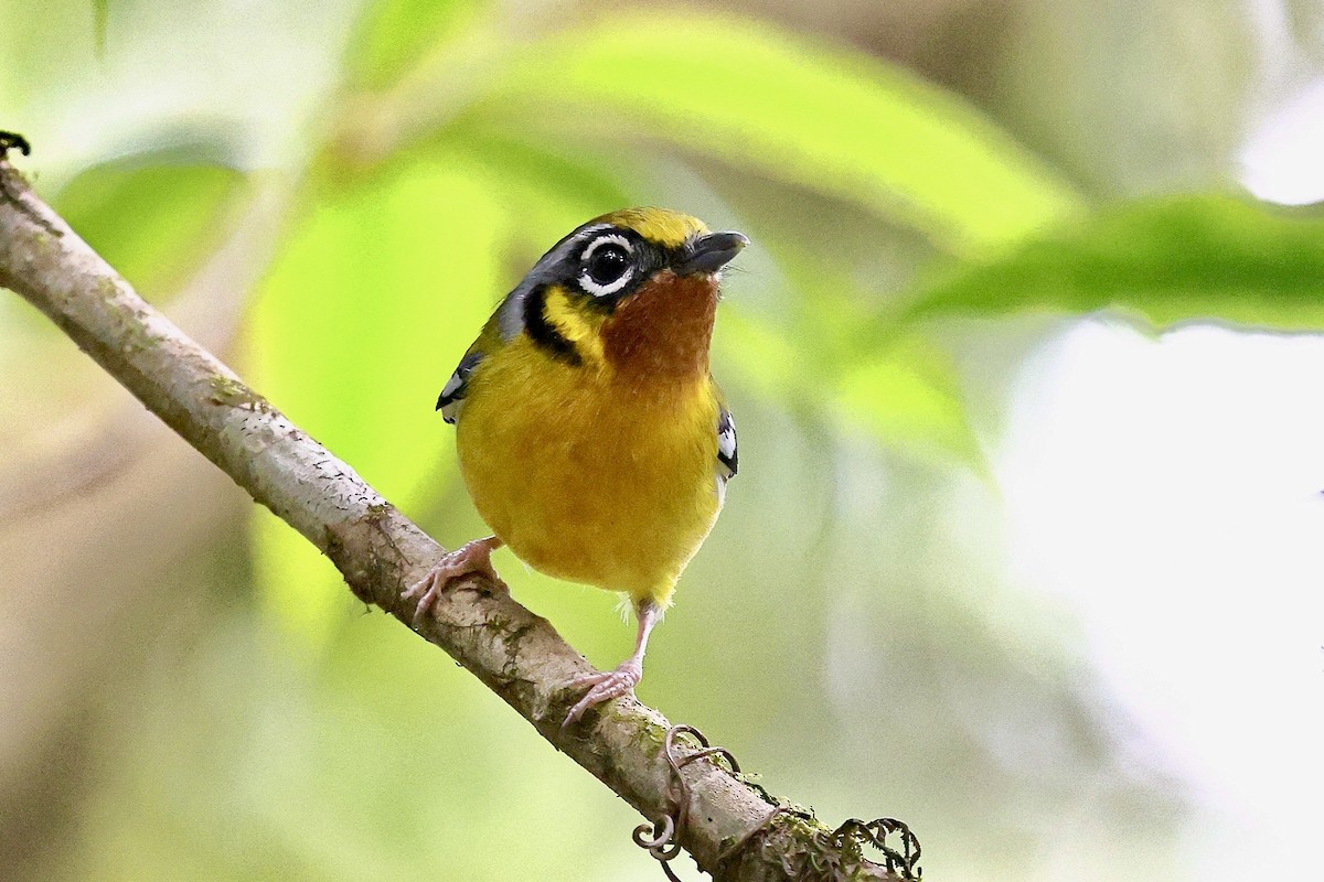 Black-eared Shrike-Babbler - ML652208536
