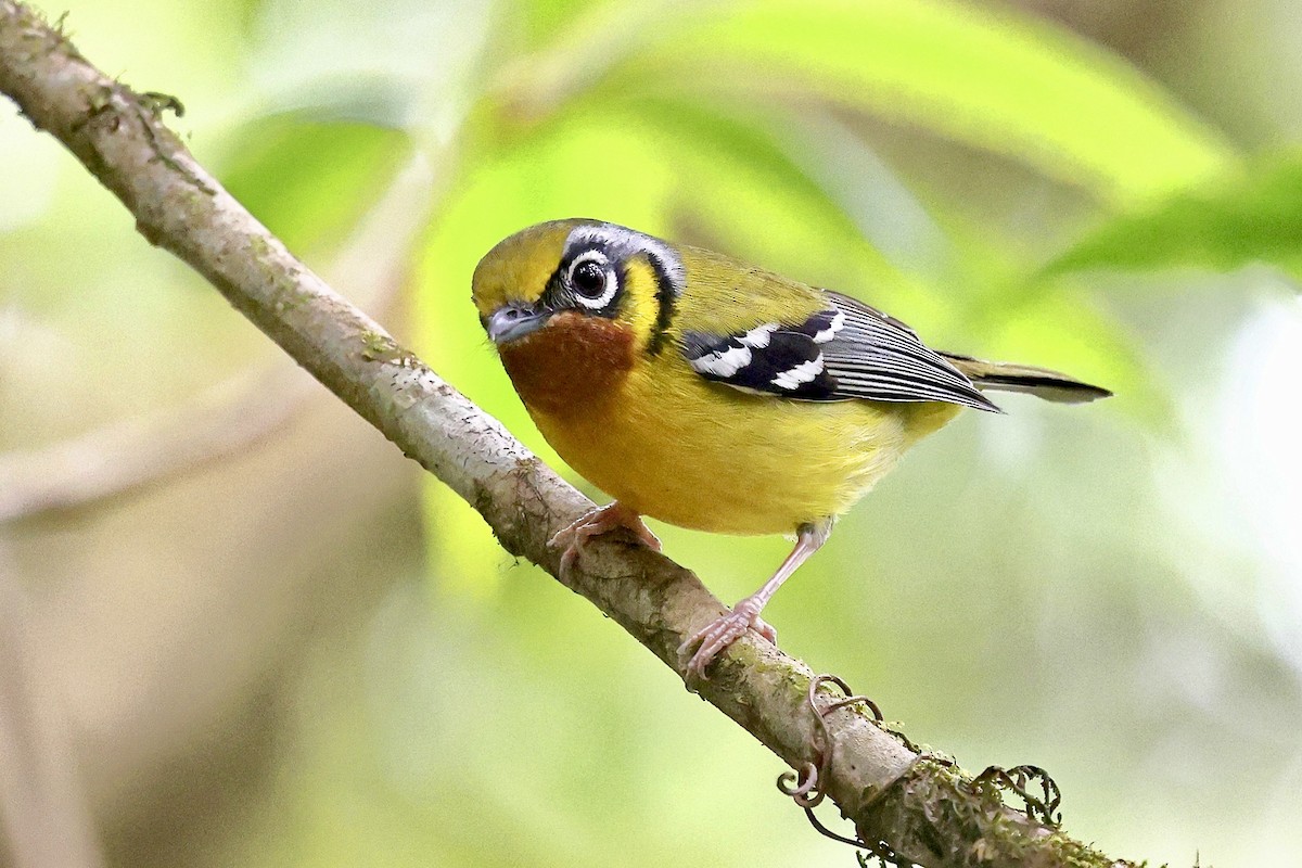 Black-eared Shrike-Babbler - ML652208537