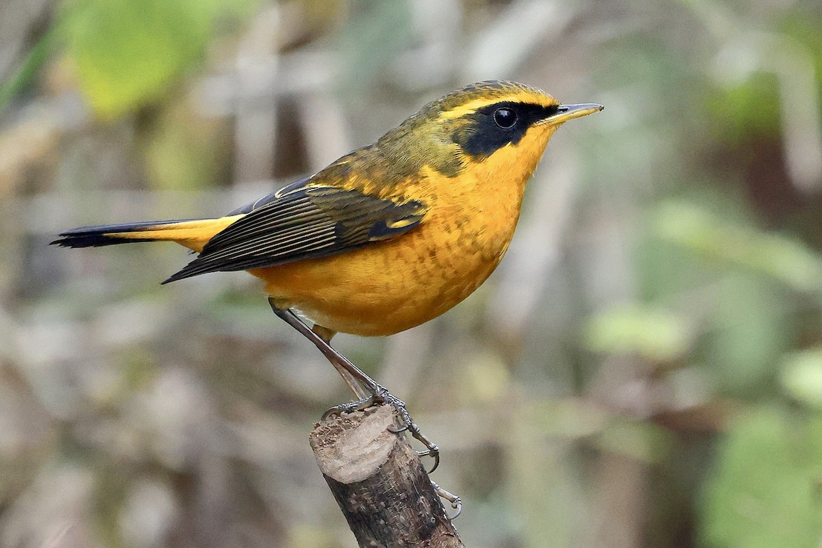 Txindor buztanoria - ML652208561