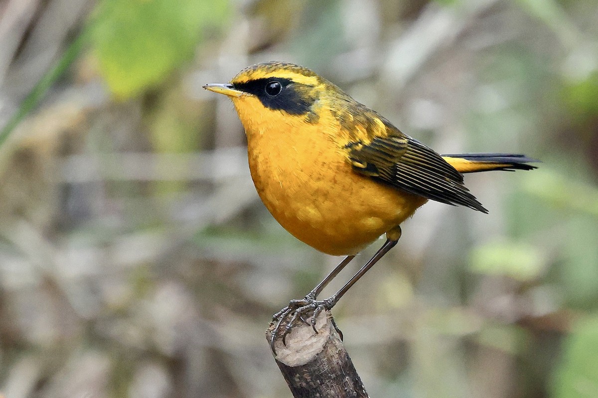 Txindor buztanoria - ML652208562