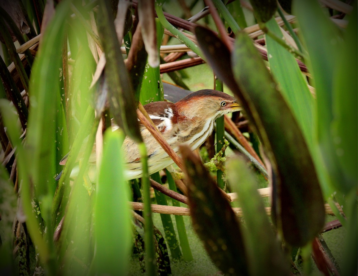 Бугайчик американський - ML652208586