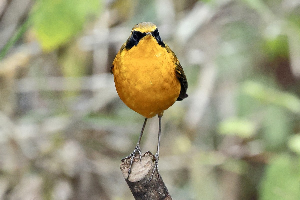 Txindor buztanoria - ML652208601